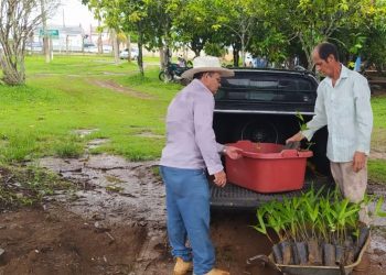Viveiro municipal em Jaru conta com milhares de mudas de árvores; todas disponíveis para a população