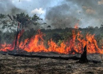 Queimada é crime e pode agravar sintomas do Coronavírus