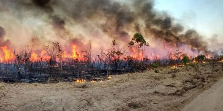 Prefeitura de Jaru passa receber denúncias de queimadas através de aplicativo; confira