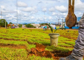 Prefeitura de Jaru realiza plantio de mudas de árvores em canteiro central da BR-364