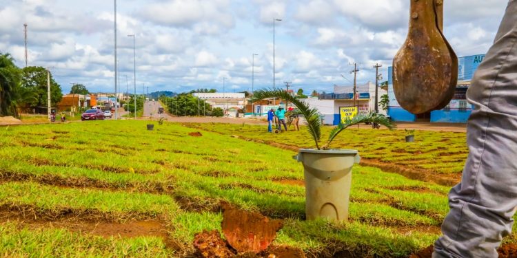 Prefeitura de Jaru realiza plantio de mudas de árvores em canteiro central da BR-364