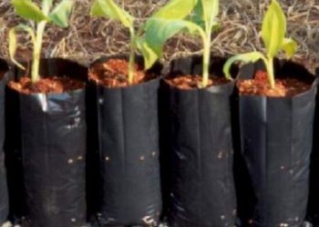 PREGÃO ELETRÔNICO Nº 056/PMJ/2021