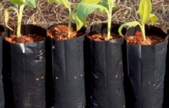 PREGÃO ELETRÔNICO Nº 056/PMJ/2021