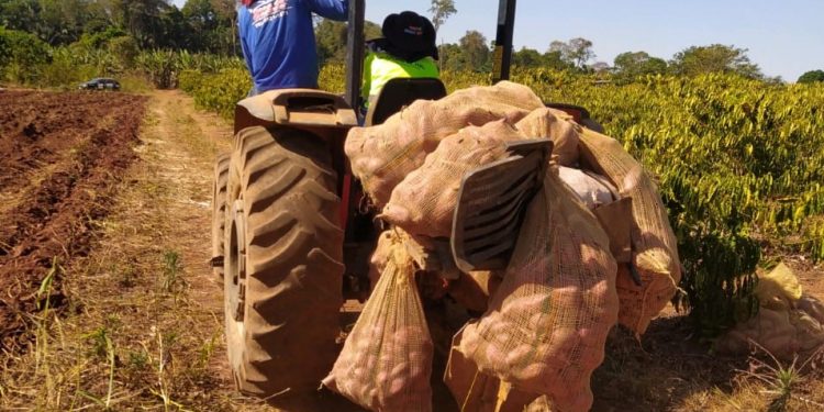 Prefeitura auxilia produtor rural durante a colheita de batata doce