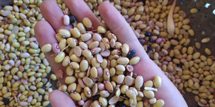 Prefeitura de Jaru oferece suporte para o transporte de produtos da agricultura familiar