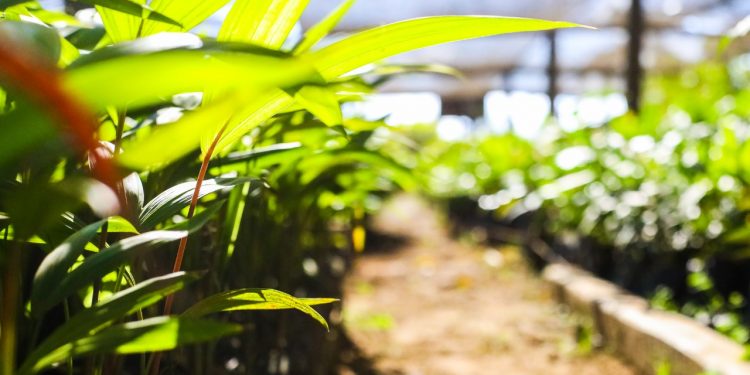 Prefeitura de Jaru distribui mudas de árvores para a população; viveiro possui capacidade para cerca de 15 mil mudas