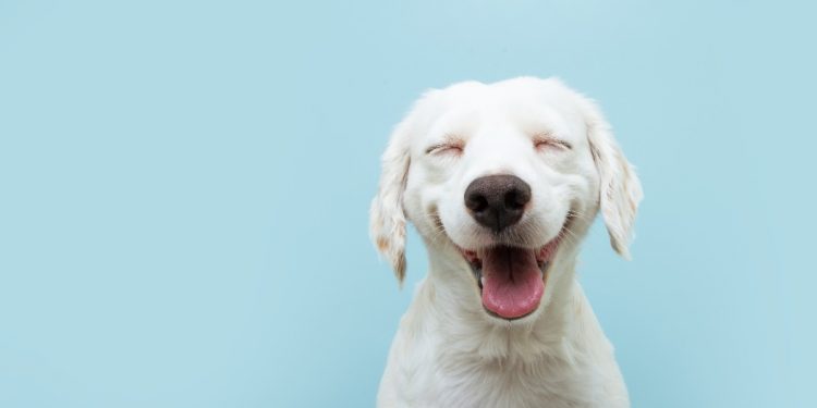 Jaru: Campanha de vacinação contra a raiva em cães e gatos acontece no próximo dia 06 de novembro