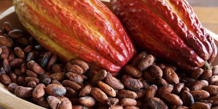 Jaru sediará 1ª edição do Concurso Qualidade e Sustentabilidade do Cacau em Rondônia