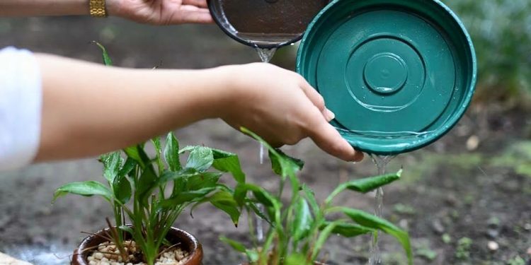 Período de chuvas aumenta risco da dengue; cuidado deve ser redobrado orienta prefeitura de Jaru