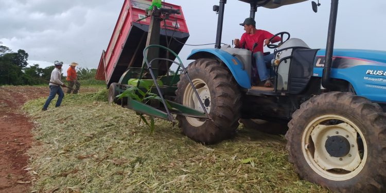 Prefeitura de Jaru continua auxiliando produtores na colheita de milho para produção de silagem