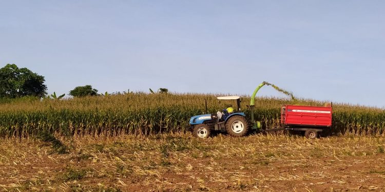 Mais um produtor é auxiliado pela prefeitura de Jaru na colheita do milho para produção de silagem
