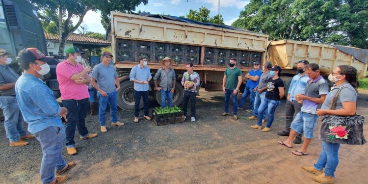 Prefeitura de Jaru auxilia na distribuição de mudas de café clonal