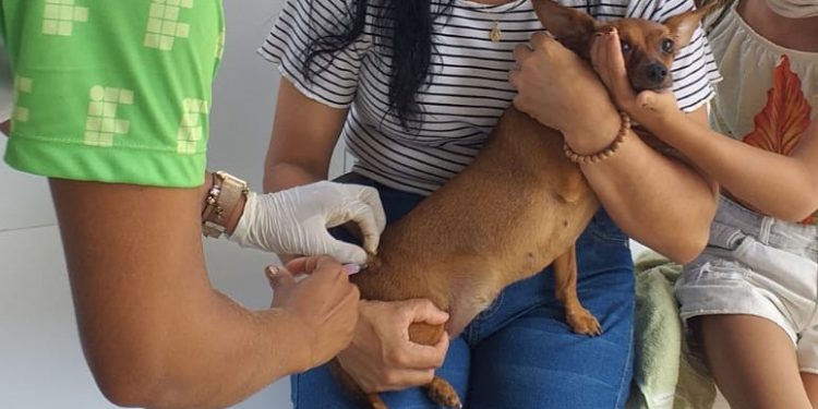 Prefeitura de Jaru divulga dados de vacinação antirrábica