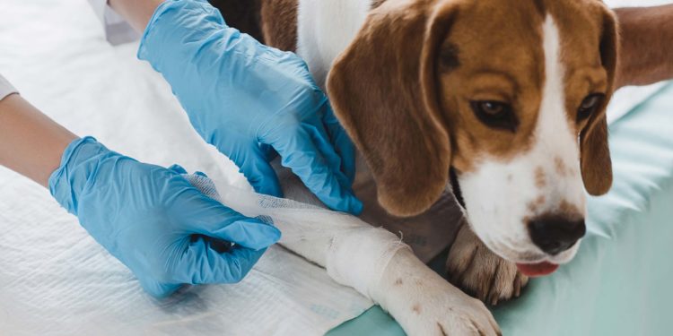 Cadastro para castração de cães e gatos em Jaru pode ser realizado em todas as unidades de saúde do município