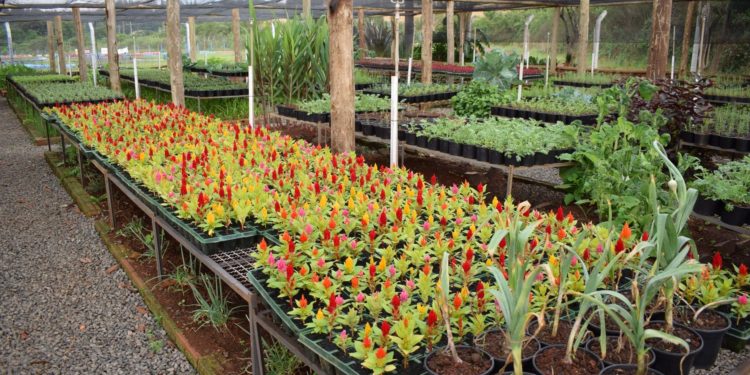 PREGÃO ELETRÔNICO Nº 101/PMJ/2022