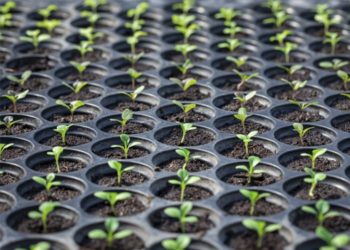 PREGÃO ELETRÔNICO Nº 096/PMJ/2022