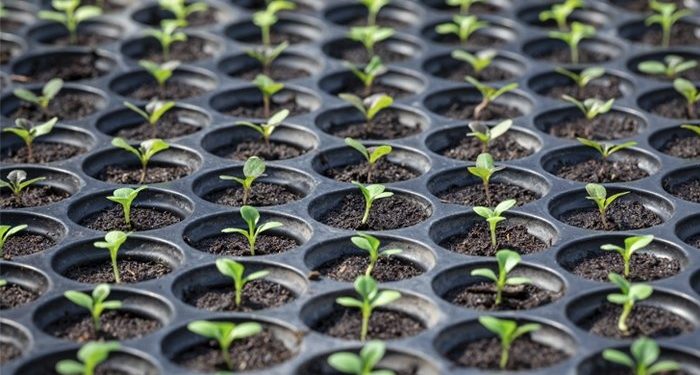 PREGÃO ELETRÔNICO Nº 096/PMJ/2022