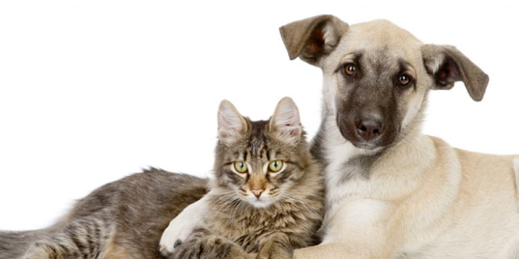 Cadastro para castração de cães e gatos em Jaru pode ser realizado em todas as unidades de saúde do município