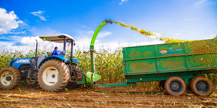 Prefeitura de Jaru auxilia produtor rural na colheita de milho para produção de silagem