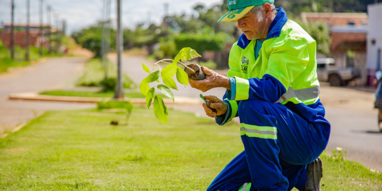 Prefeitura de Jaru realiza plantio de árvores nos canteiros da 605