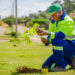 Prefeitura de Jaru realiza plantio de árvores nos canteiros da 605
