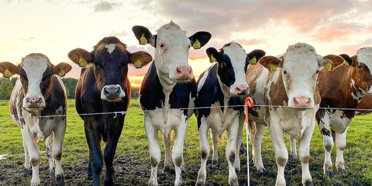 Prefeitura de Jaru inicia credenciamento para o programa de inseminação artificial “Mais Pecuária Brasil”