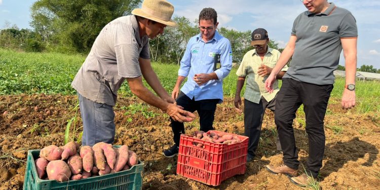Com auxílio da Prefeitura de Jaru, produtor produz cerca de 15 toneladas de batata-doce por mês; produção fomenta o comércio local