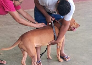 Campanha de vacinação antirrábica: Mais de 3.500 animais foram imunizados contra a raiva no último sábado em Jaru