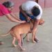 Campanha de vacinação antirrábica: Mais de 3.500 animais foram imunizados contra a raiva no último sábado em Jaru