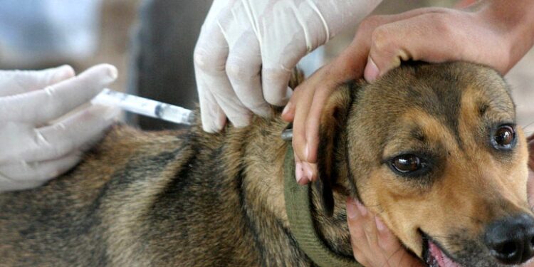 Prefeitura de Jaru realizará campanha de vacinação contra a raiva no dia 23 de novembro das 8h às 16h30