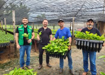 Prefeitura de Jaru realiza o transporte de mais de 5 mil mudas de café clonal para produtores rurais da Linha Nova