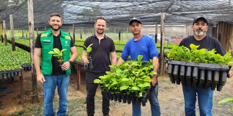 Prefeitura de Jaru realiza o transporte de mais de 5 mil mudas de café clonal para produtores rurais da Linha Nova