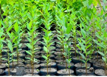 PREGÃO ELETRÔNICO Nº 055/PMJ/2025