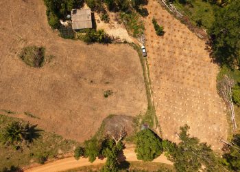 Campo Produtivo: programa executado pela Prefeitura de Jaru já atendeu 41 produtores rurais e distribuiu quase 70 toneladas de adubo em 2025