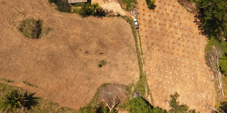 Campo Produtivo: programa executado pela Prefeitura de Jaru já atendeu 41 produtores rurais e distribuiu quase 70 toneladas de adubo em 2025