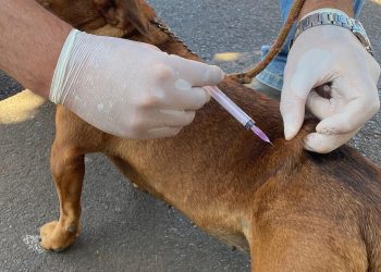 Prefeitura de Jaru realizará etapa complementar de vacinação antirrábica para cães e gatos; ação acontece no dia 13 de dezembro nas Unidades Rute de Souza e Carlos Chagas